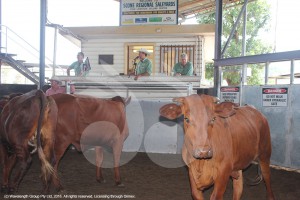 Cattle being sold at the Scone saleyards.