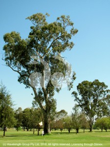 The 8th green and the tree on the 18th tee at Scone golf course