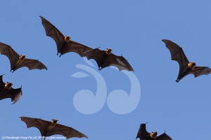 Flying foxes on the RMS radar for the bypass