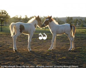 Twin miniature foals: Princess Charlotte and Prince Charles stretching their legs outside for the first time yesterday.