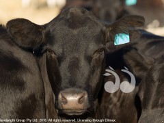 Scone Sale Store Success With LiveStock Platform