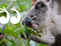 Koalas Heading Toward Extinction: “The Wake Up Call”